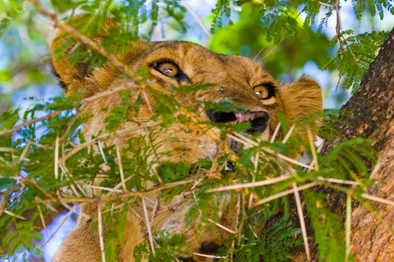 Lion Through Branches